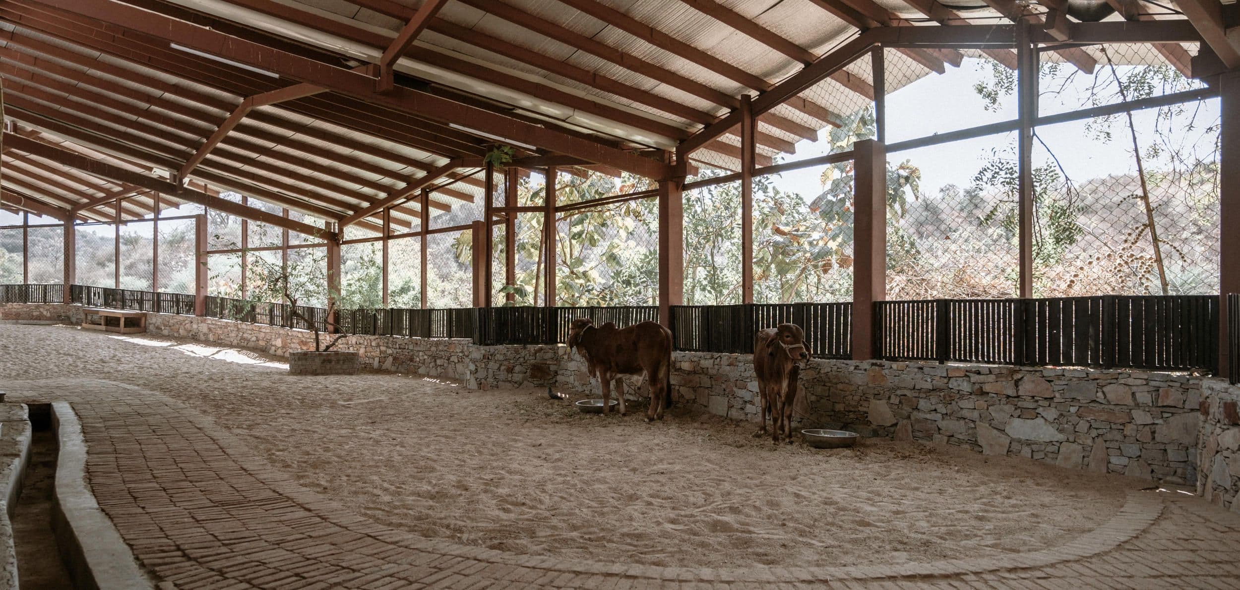 Gaushala: a cowshed rooted in the landscape